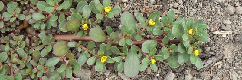 Remove unwanted plants before they set seed
