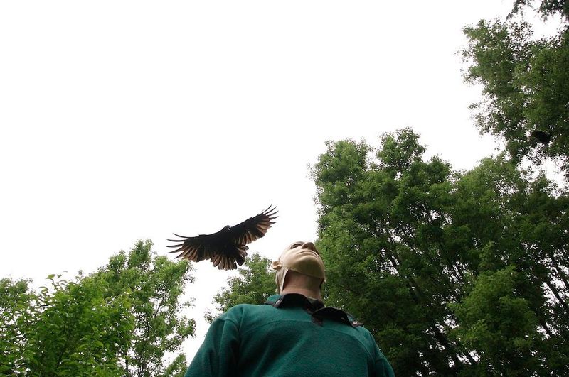Other crows can learn which cue brought danger