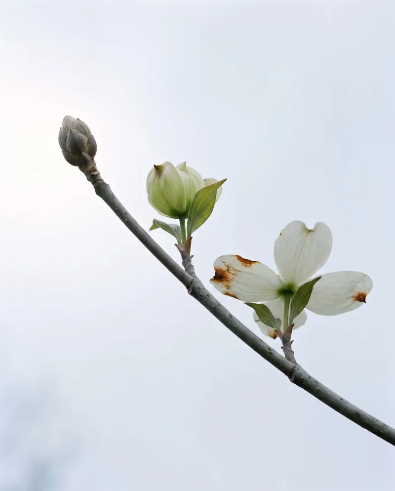 Put Down the Pruners and Protect the Fall Flower Buds