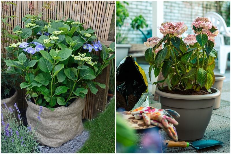 A container may contribute to poor flowering, but it is not proof of starvation