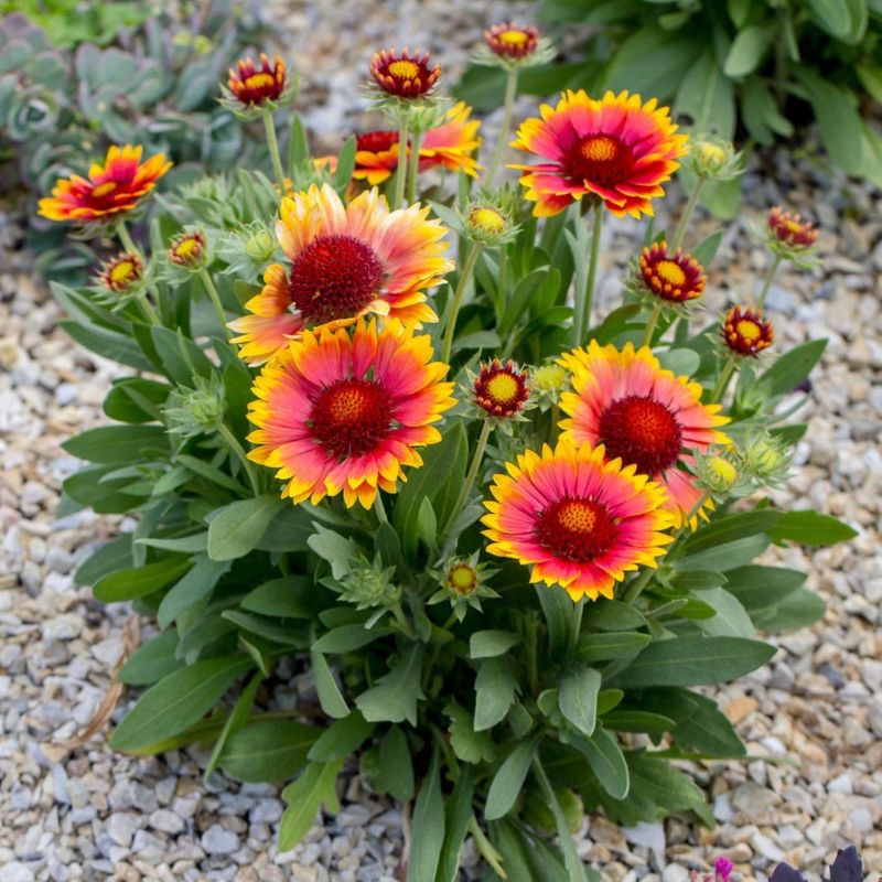 Gaillardia (Blanket Flower)