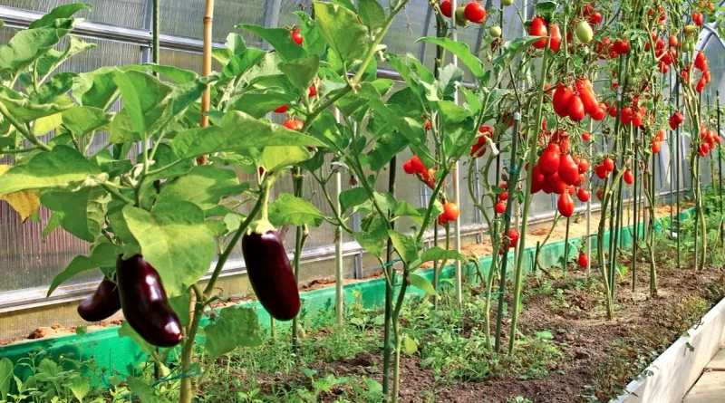 Eggplant