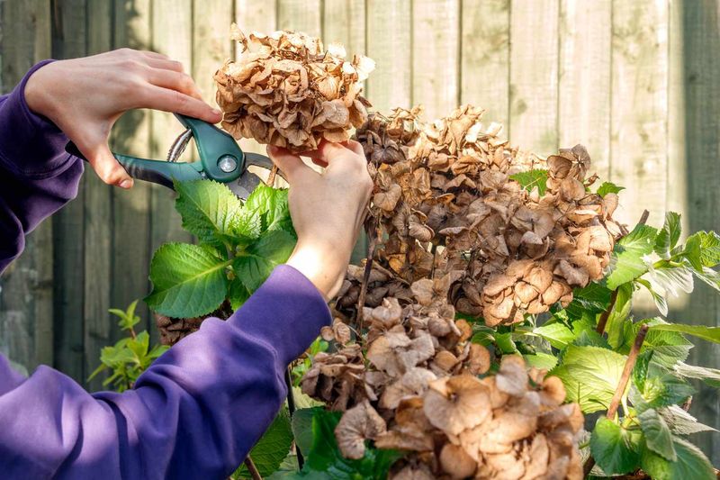 Deadhead Spent Blooms All Season