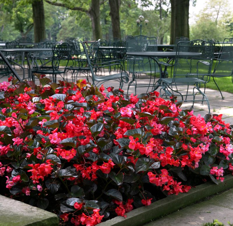 Begonia