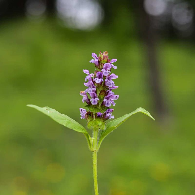 A small purple flower may be self-heal