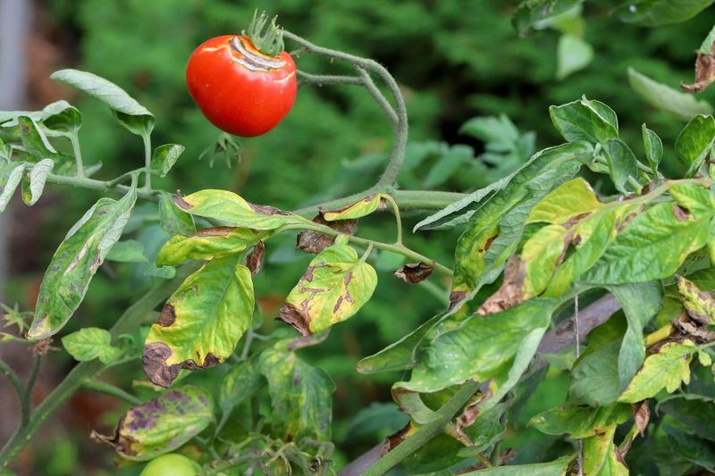 Ignoring the Lower Leaves Touching the Soil