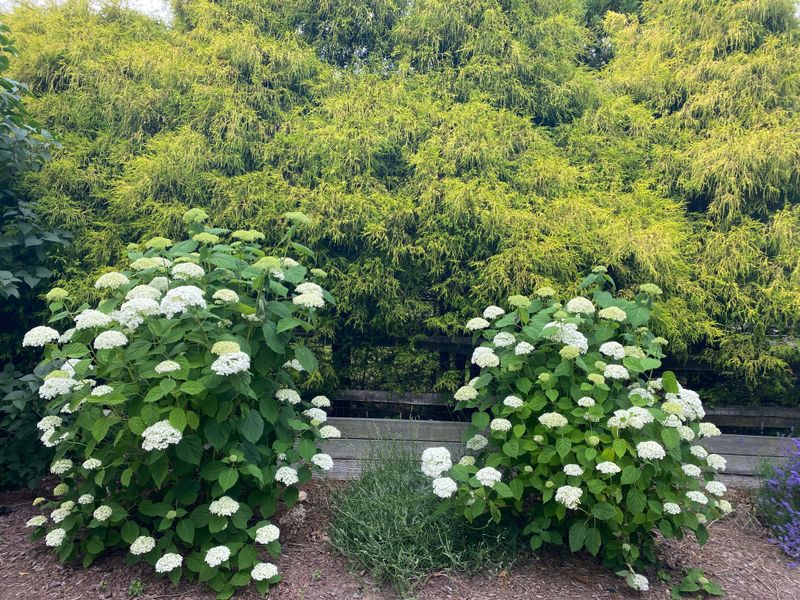 New-wood hydrangeas use a later pruning schedule