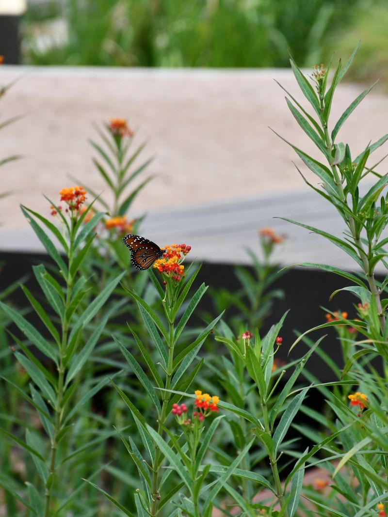 Protect the nectar patch from well-intended mistakes