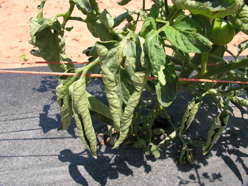 Physiological Leaf Roll from Heat