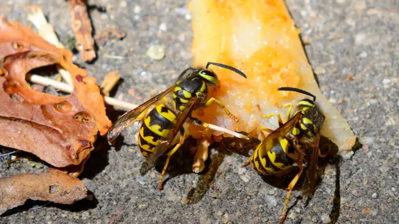 Your Yard May Be Offering an Easy Fall Buffet
