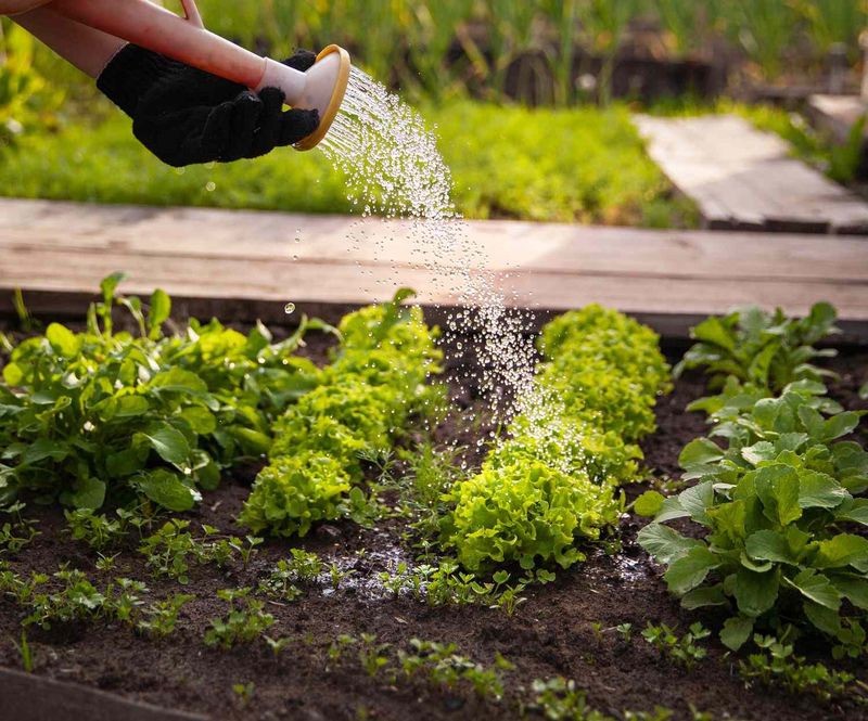 Use an olla only when local conditions call for targeted watering