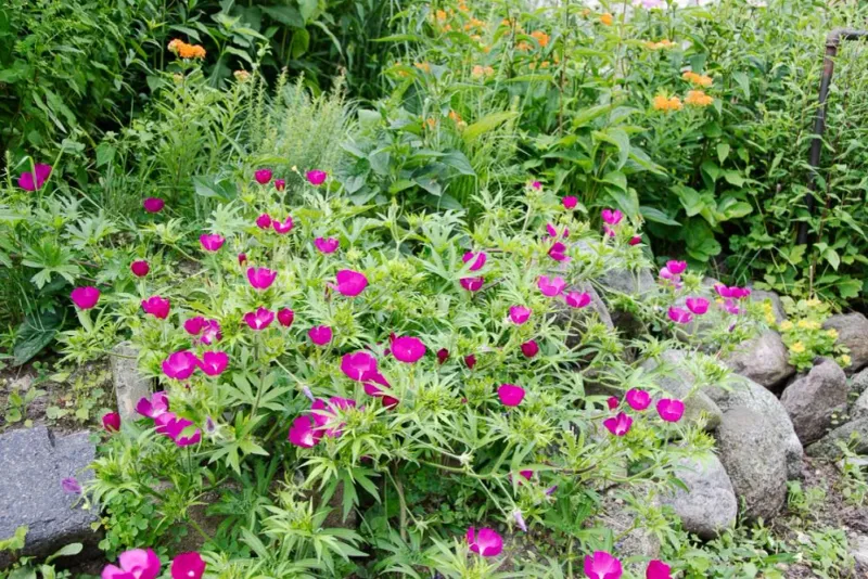 Purple Poppy Mallow (Callirhoe)