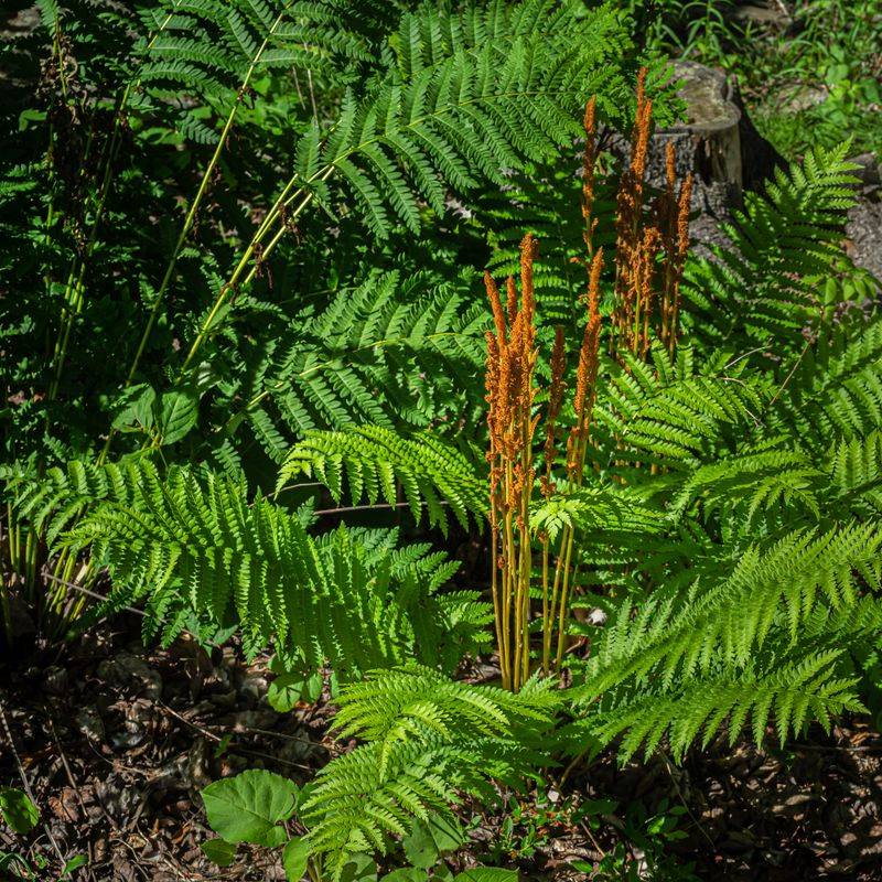 Cinnamon Fern