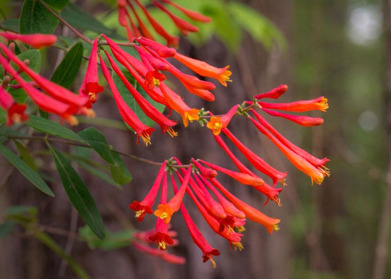 Add Flowers, Fruit, and Host-Plant Value