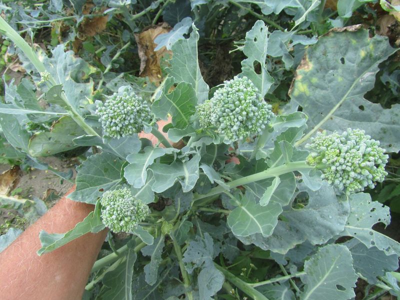 A formed tiny crown usually calls for harvest, not rescue