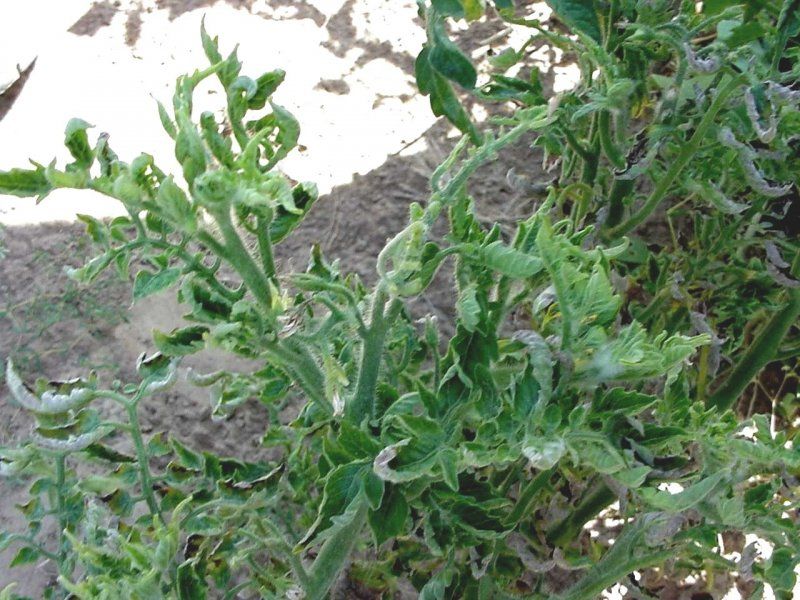 Tomato Yellow Leaf Curl Virus (TYLCV)