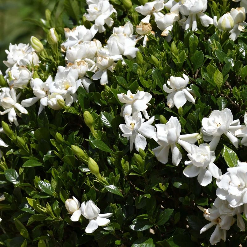 Gardenia