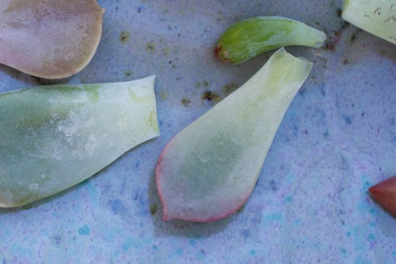 Which fallen leaves are worth saving?