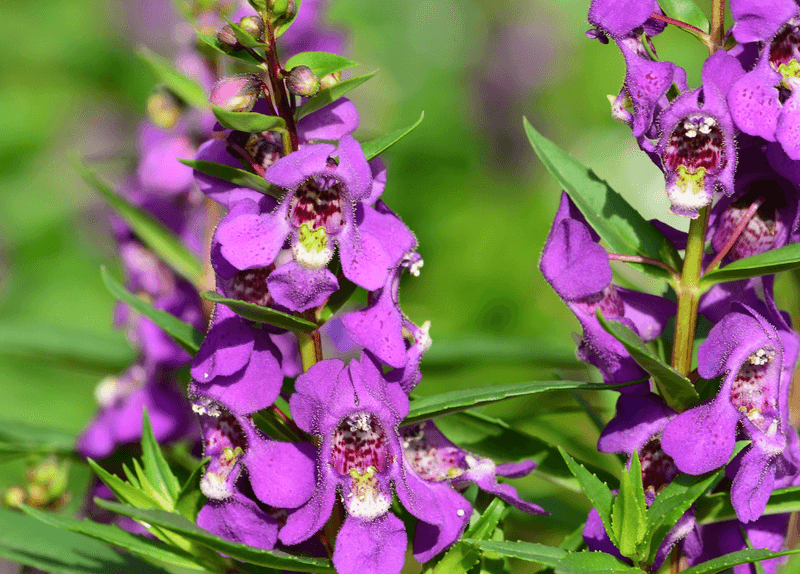 Angelonia (Summer Snapdragon)