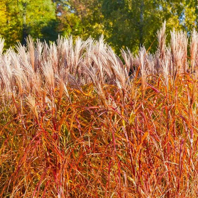 Ornamental Grasses