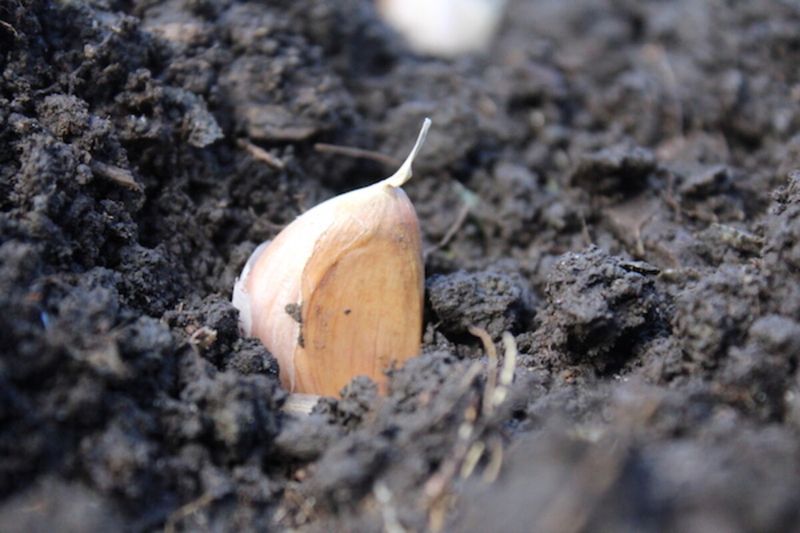 Plant each clove to emerge in the right position