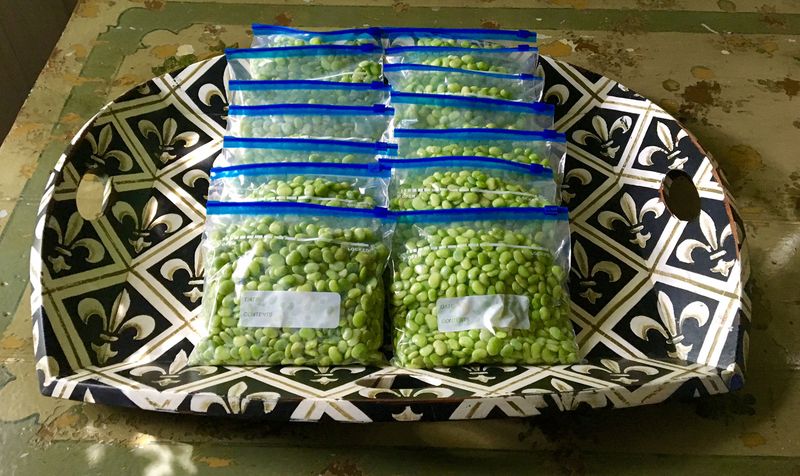 The best way to freeze fresh shell beans