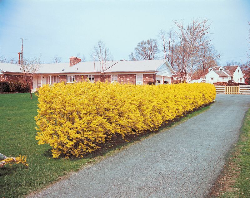 Forsythia