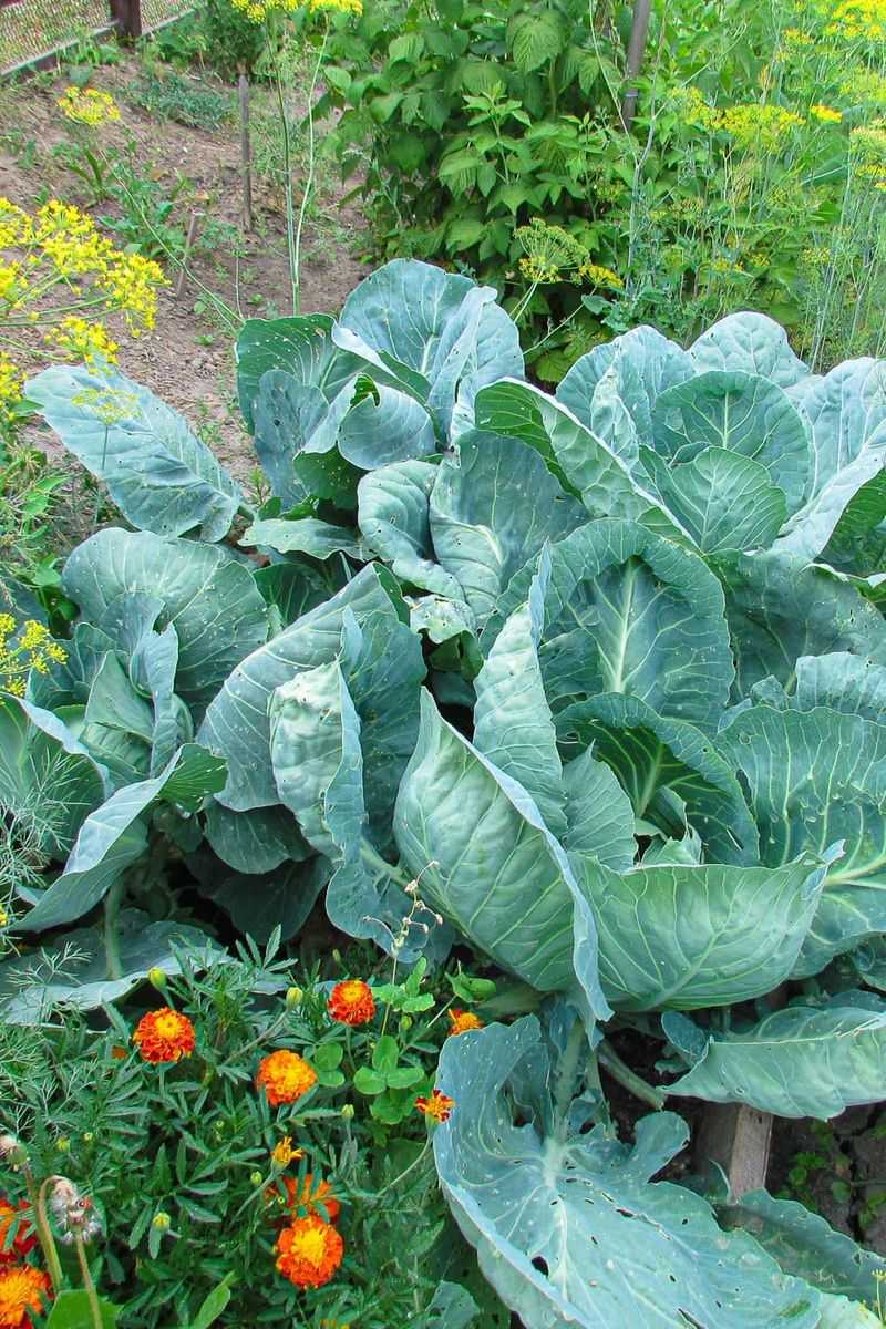 Wards Off Cabbage Moths and Worms