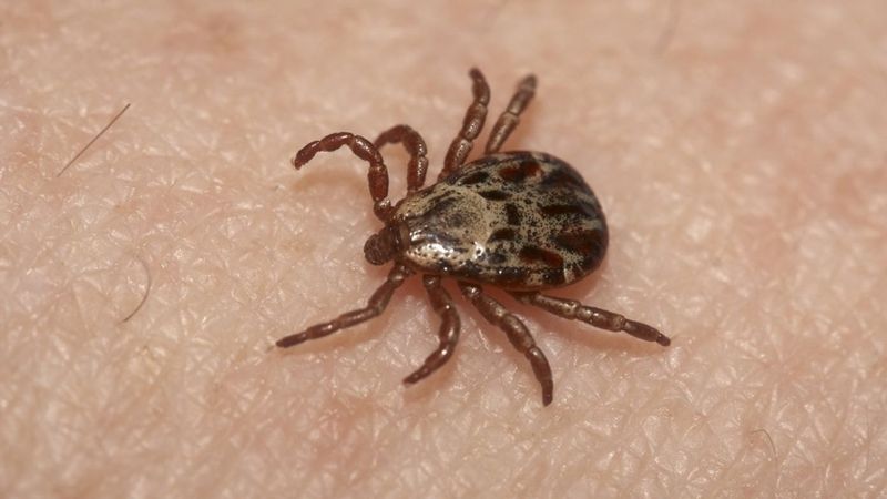 Personal protection still matters around the yard