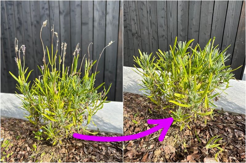 Prune Lightly in Early Spring