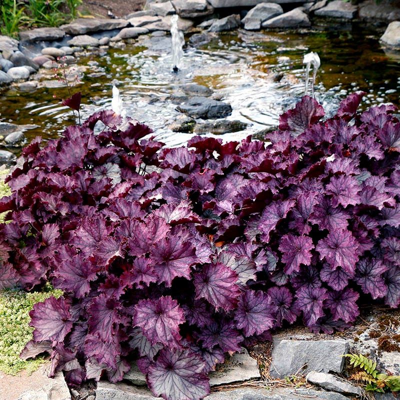 Heuchera (Coral Bells)