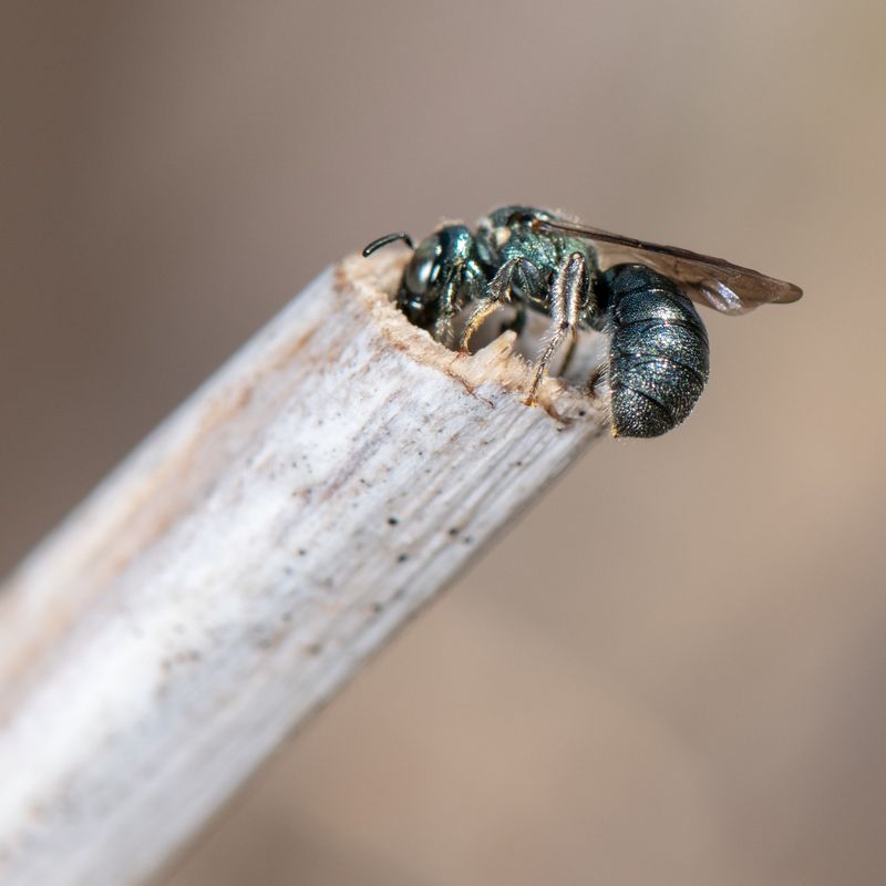 Stem habitat helps some bees, but not most