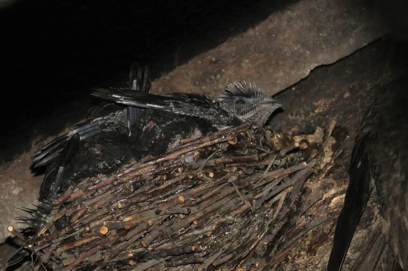 Why sealing an occupied chimney can kill young swifts