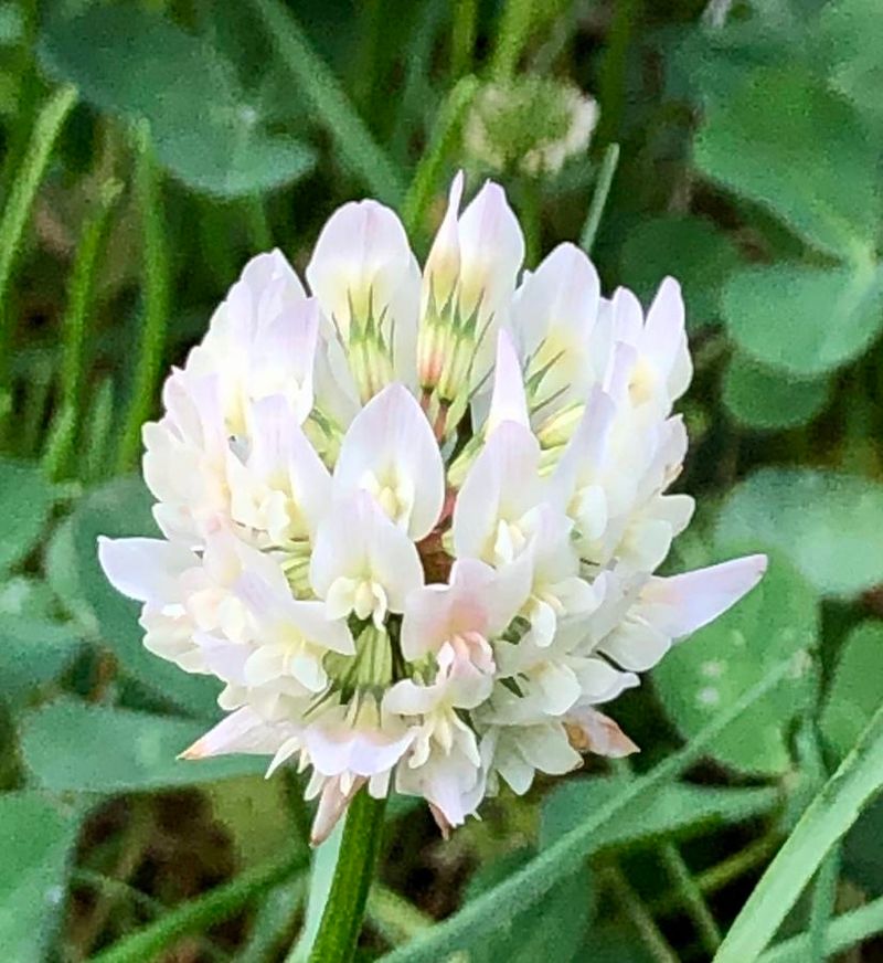 The Three-Leaflet Lawn Weed Is White Clover