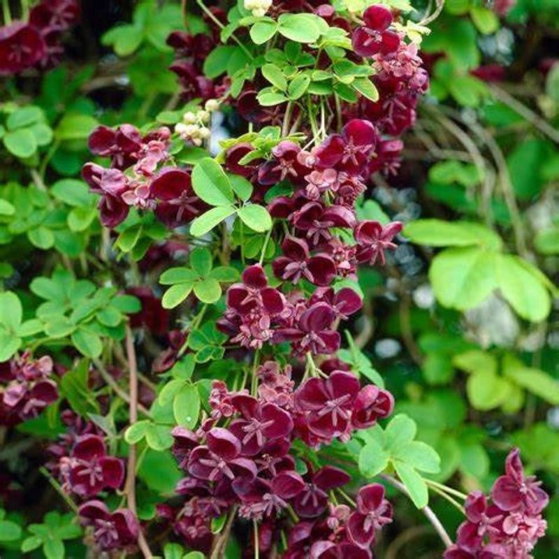 Chocolate Vine (Akebia quinata)
