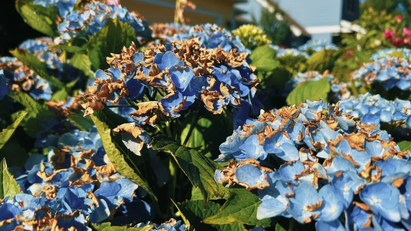 Heat and drought can end flowering without excess fertilizer