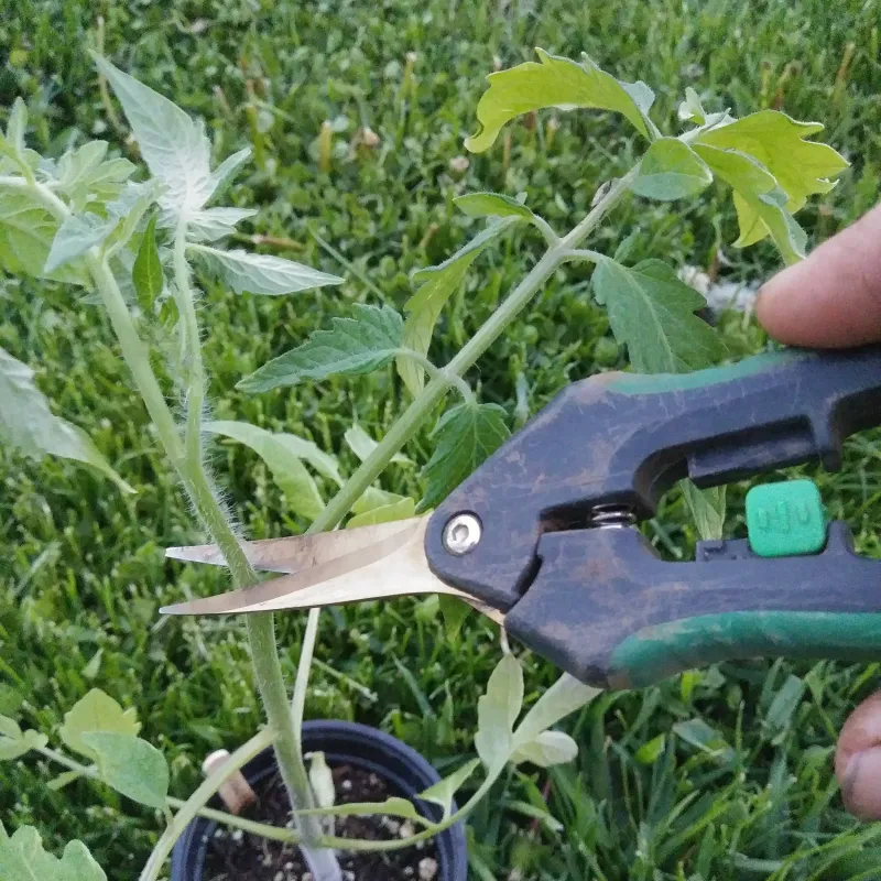 Remove growing tips without cutting fruiting branches