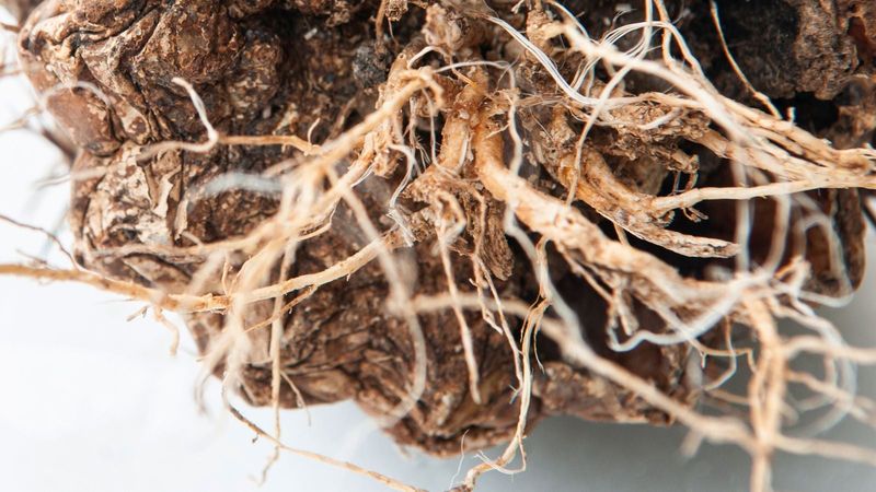 Wet soil and limp segments justify a root inspection