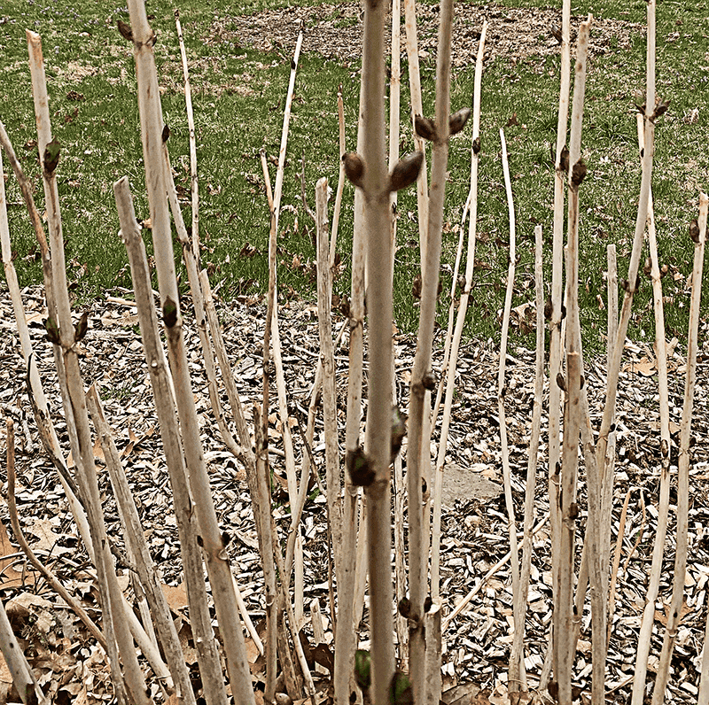 Ignoring Winter Damage and Cutting Off Live Buds