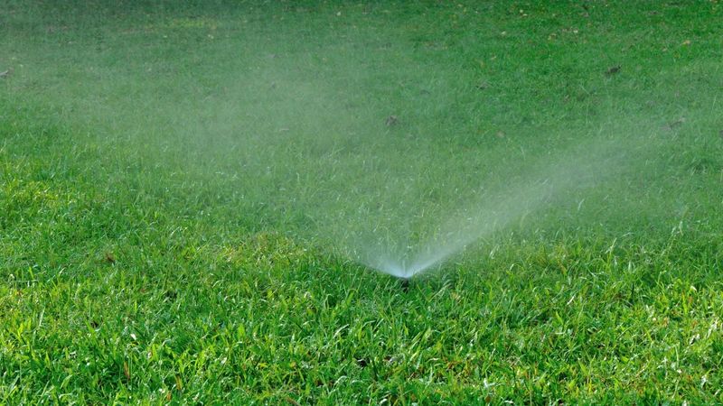 Transition Watering as Seedlings Mature