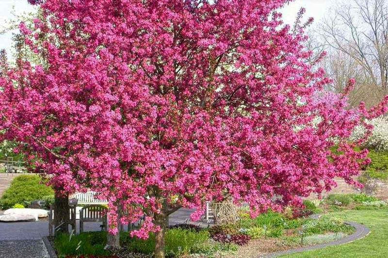 Crabapple