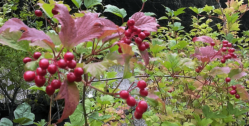 American Cranberry Bush