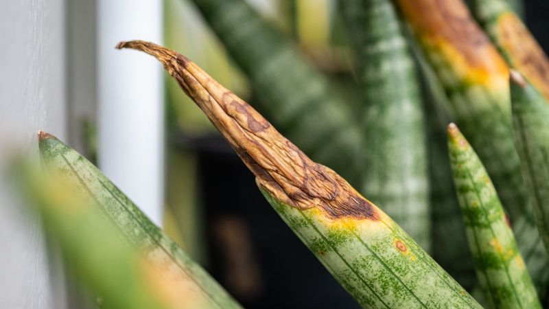 Cold glass can injure leaves; wet soil is the main root-rot concern