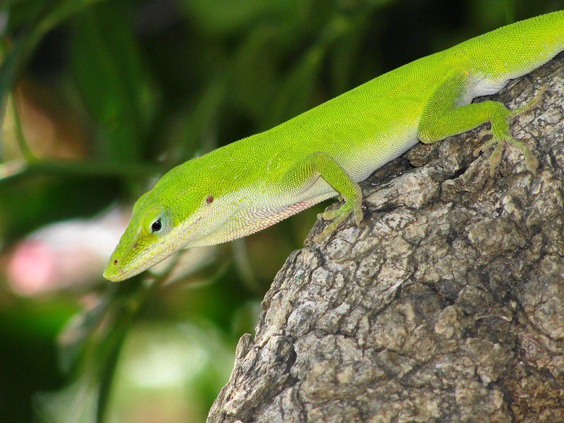 Protect the anole while you protect the container