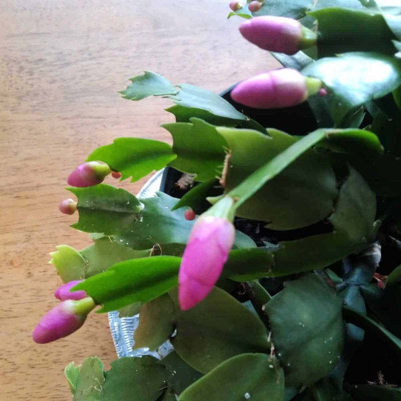 Once buds appear, keep conditions steady