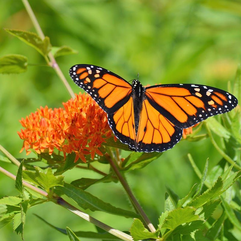Butterfly Weed (Asclepias tuberosa)