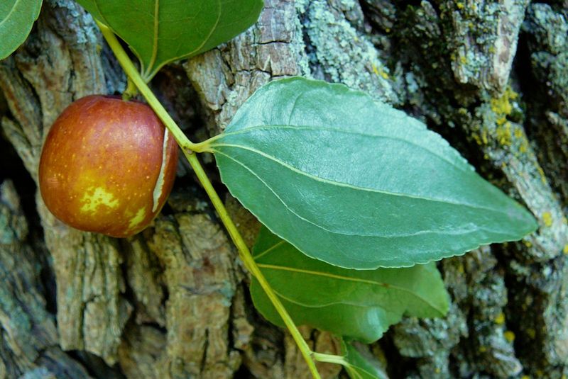 Jujube is a North Carolina option, not a guaranteed harvest