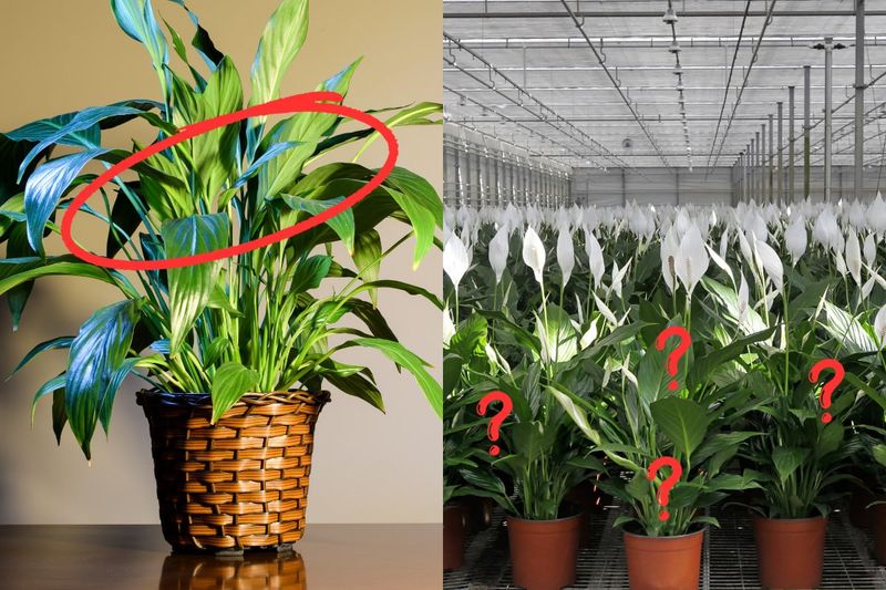 Healthy leaves can hide a flowering problem