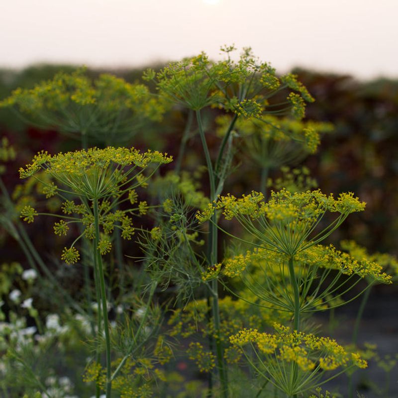 Dill (Mature Plants)