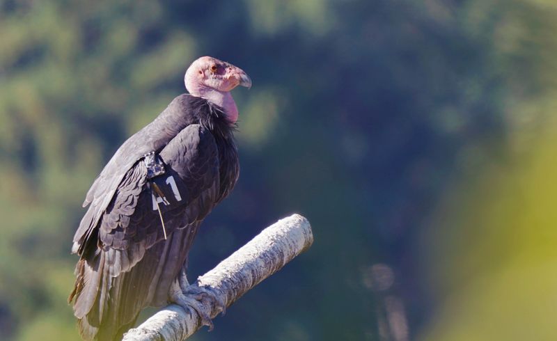 Researchers read the hidden nest without disturbing it